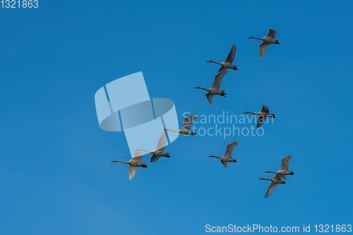 Image of Beautiful white whooping swans