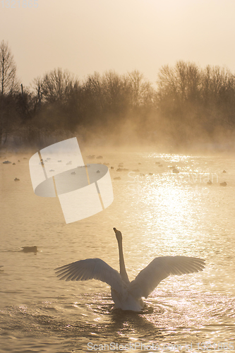 Image of Beautiful white whooping swan