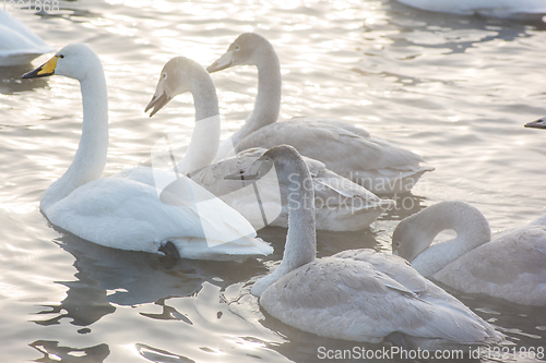 Image of Beautiful white whooping swans