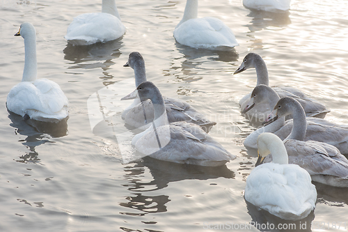 Image of Beautiful white whooping swans