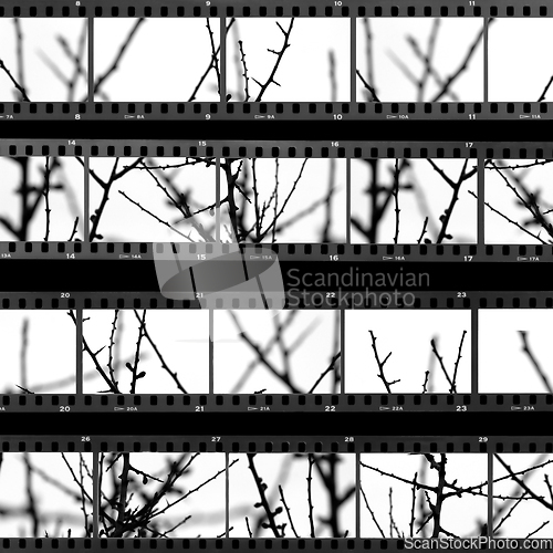 Image of contact sheet with photos of tree branches