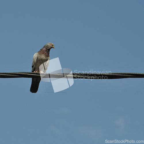 Image of pigeon bird on a wire
