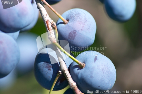 Image of Plums