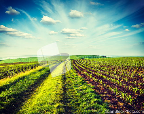 Image of Green fields of Moravia