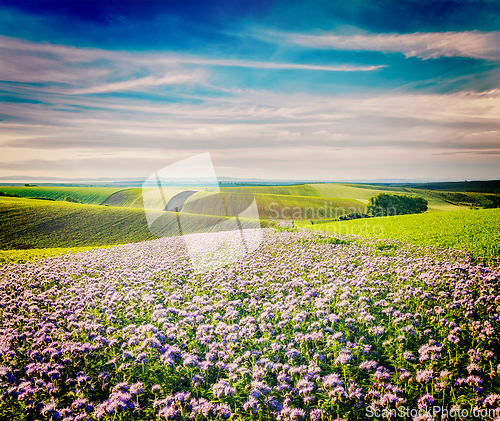 Image of Rolling fields of Moravia