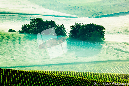 Image of Moravian rolling fields in morning mist