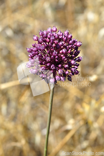 Image of purple allium plant