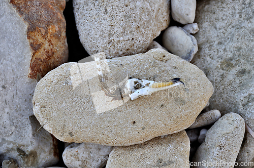 Image of seabird skull at stone beach