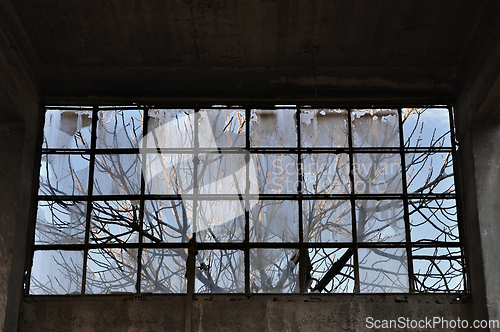 Image of tree branches factory window