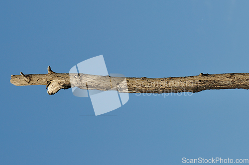 Image of wooden stick tree branch detail