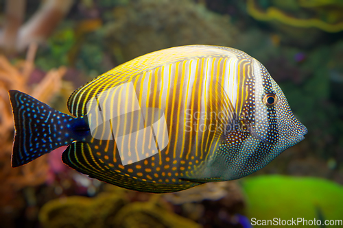 Image of Tropical coral fish