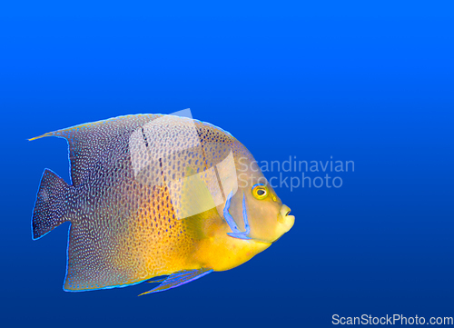 Image of Tropical coral fish angelfish