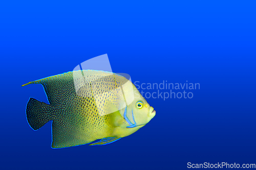 Image of Angelfish in aquarium isolated