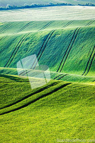 Image of Rolling landscape of South Moravia