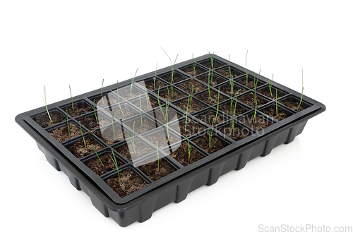 Image of Seed Tray with Baby Leek Seedling Plants