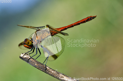 Image of dragonfly on a wood branch and sky