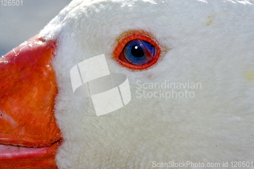 Image of white duck whit blue eye in argentina