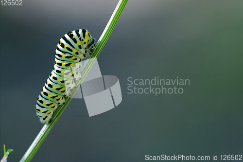 Image of wild caterpillar of Papilio Macaone 