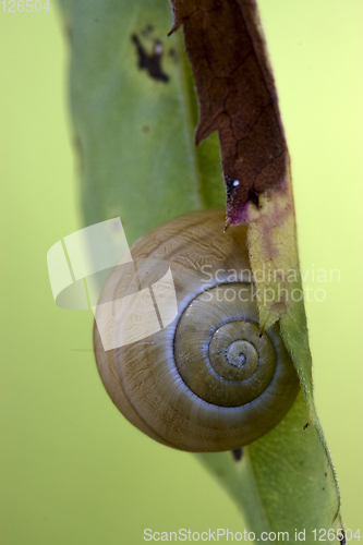 Image of  brown snail gastropoda  phyla minori 