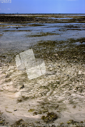 Image of  seaweed beach sky