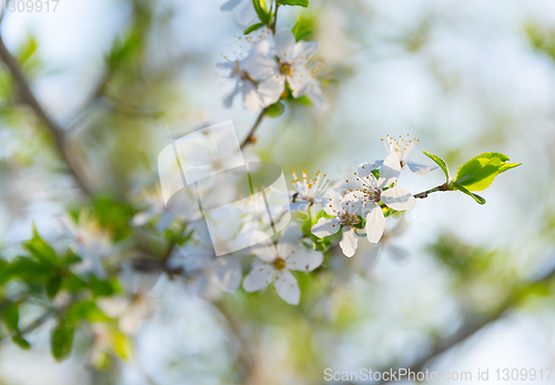 Image of Blossom flowers branch tree