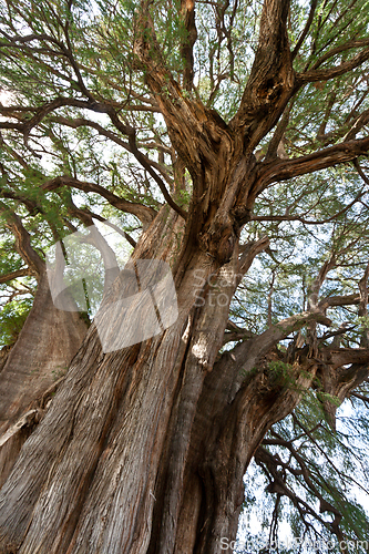 Image of Tule tree in Mexico