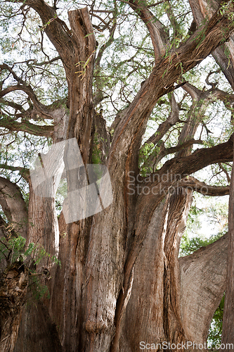 Image of Tule tree in Mexico