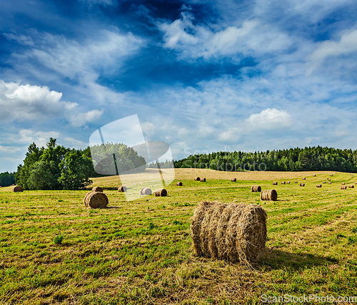 Image of Hay bales on field