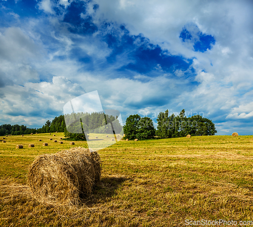 Image of Hay bales on field