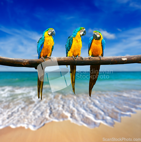 Image of three parrots (Blue-and-Yellow Macaw (Ara ararauna) also known a