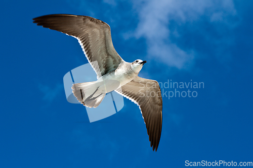 Image of Seagull flying