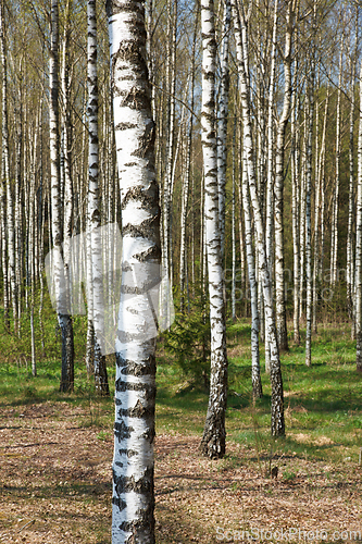 Image of Birch grove