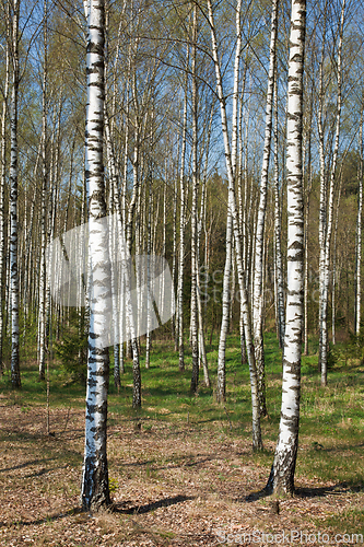 Image of Birch grove