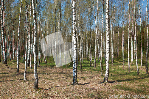 Image of Birch grove