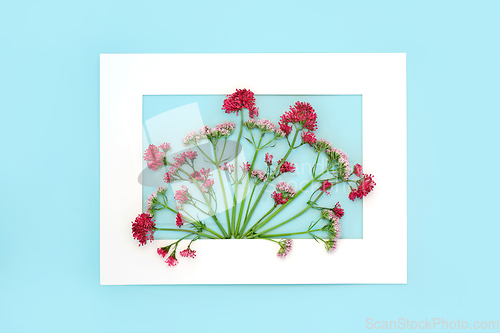 Image of Valerian Herb Flower Background Border Design