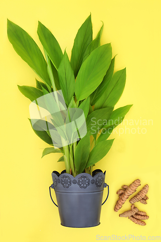 Image of Turmeric Plant with Loose Roots 