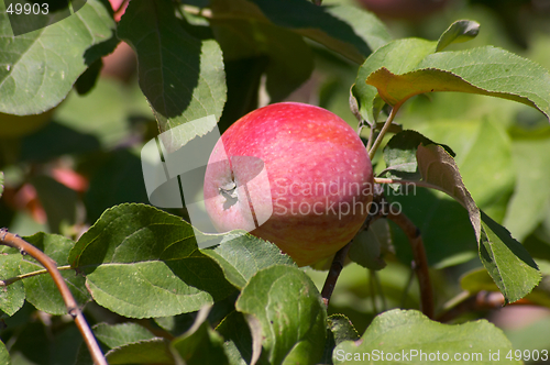 Image of Apple