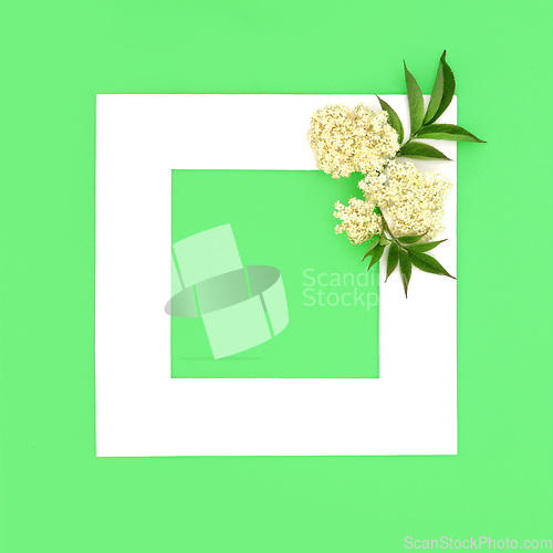 Image of Elder Flower Herbal Medicine Background Frame