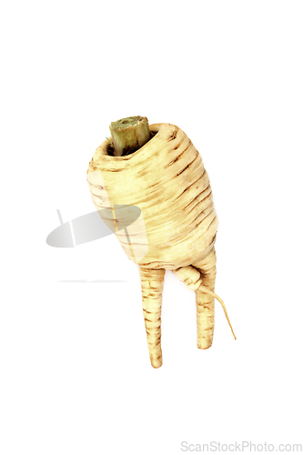 Image of Forked Parsnip Organic Vegetable