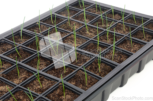 Image of Baby Leek Plants in Black Plastic Seed Tray