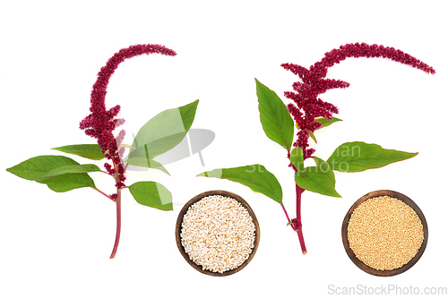 Image of Amaranthus Plants Seed and Puffed Grain