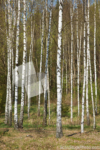 Image of Birch grove