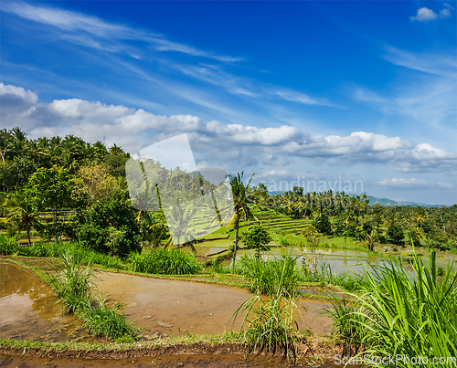 Image of Green rice terraces