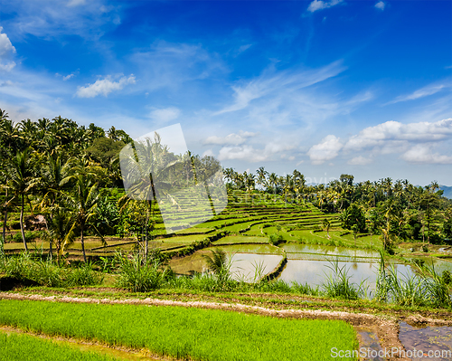 Image of Green rice terraces