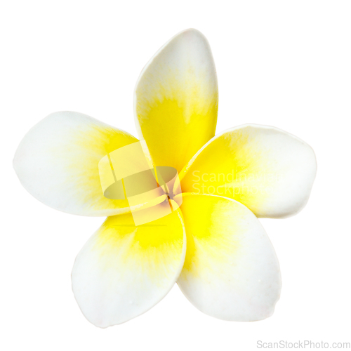 Image of Tropical flower frangipani