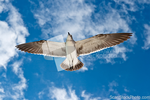 Image of Seagull flying