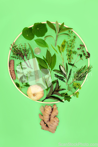 Image of Abstract Herb Leaf and Spice Tree Concept Shape 