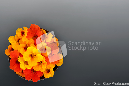 Image of Edible Nasturtium Flowers Food Ingredient 