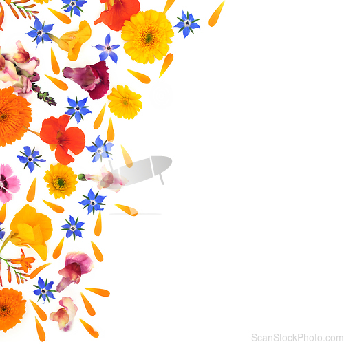 Image of Medicinal Summer Flowers Abstract Background Border