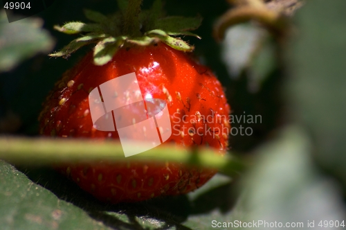 Image of Strawberry